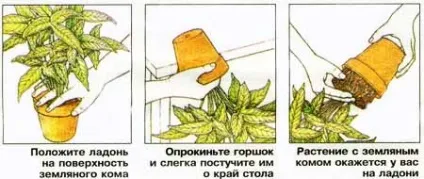 Без помилок правильно пересадити куплені кімнатні рослини (помилок) Без помилок правильно пересадити куплені кімнатні рослини
