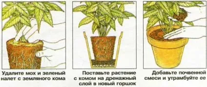 Без помилок правильно пересадити куплені кімнатні рослини (пересадити) Без помилок правильно пересадити куплені кімнатні рослини