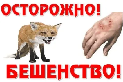 Сказ у тварин - ознаки вірусу у домашніх і с (вірусу) Сказ у тварин - ознаки вірусу у домашніх і з
