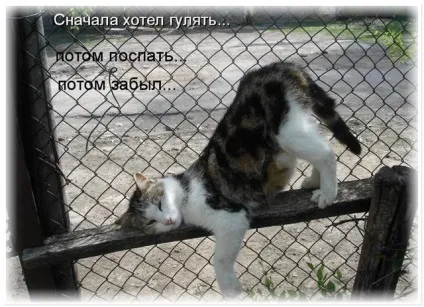 Без кота і життя не та