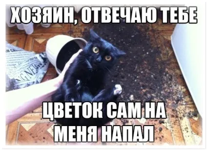 Без кота і життя не та