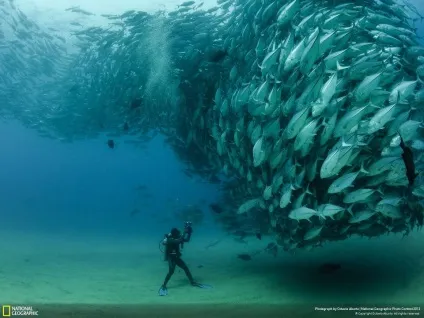 Божевільні з фотоапаратами з - national geographic (national) Божевільні з фотоапаратами з - national geographic