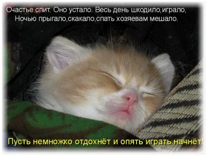 Без кота і життя не та
