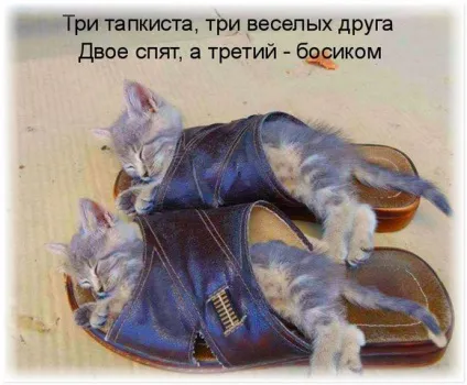 Без кота і життя не та