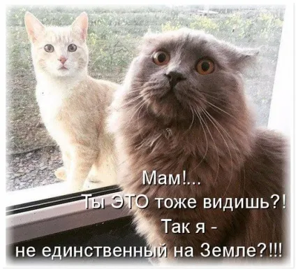 Без кота і життя не та