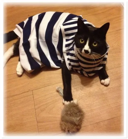 Без кота і життя не та