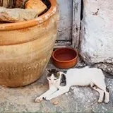 Фотографія як бізнес що це і як це інтерв'ю з Оленою гороховской, Оксана Рощина (бізнес) Фотографія як бізнес що це і як це інтерв'ю з Оленою гороховской, Оксана Рощина