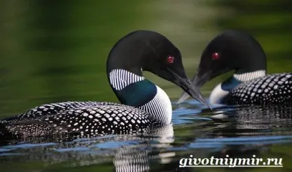 гагара птах