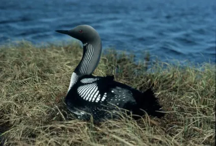 Гагара, обережна і кмітлива