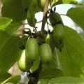 Geraniol (гераніол) шкоду і користь на організм людини (гераніол) Geraniol (гераніол) шкоду і користь на організм людини