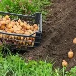 Глибина посадки картоплі в залежності від різних факторів (глибина) Глибина посадки картоплі в залежності від різних факторів