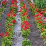 Герань види і сорти, фото і назви пеларгонії кімнатної, розміщення (сорти) Герань види і сорти, фото і назви пеларгонії кімнатної, розміщення