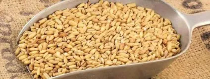 Геркулес користь і шкода для організму цілий комплекс для здоров'я людини (цілий) Геркулес користь і шкода для організму цілий комплекс для здоров'я людини