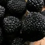 Гриб трюфель опис смачного і корисного гриба (гриба) Гриб трюфель опис смачного і корисного гриба