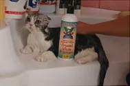 Грумінг шотландських висловухих кішок (Groomer Goop Degreaser) Грумінг шотландських висловухих кішок
