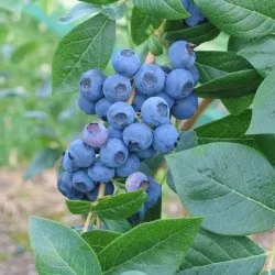 Лохина садова посадка і догляд, фото сортів, вирощування і розмноження Вістерії, хвороби і (лохина) Лохина садова посадка і догляд, фото сортів, вирощування і розмноження Вістерії, хвороби і