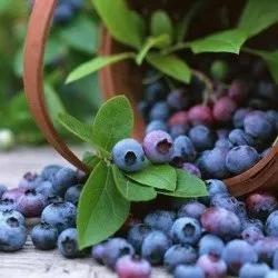 Лохина садова посадка і догляд, фото сортів, вирощування і розмноження Вістерії, хвороби і (лохина) Лохина садова посадка і догляд, фото сортів, вирощування і розмноження Вістерії, хвороби і