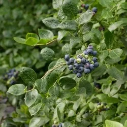 Лохина садова посадка і догляд, фото сортів, вирощування і розмноження Вістерії, хвороби і (садові) Лохина садова посадка і догляд, фото сортів, вирощування і розмноження Вістерії, хвороби і