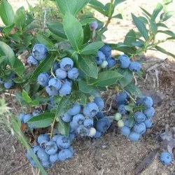 Лохина садова посадка і догляд, фото сортів, вирощування і розмноження Вістерії, хвороби і (догляд) Лохина садова посадка і догляд, фото сортів, вирощування і розмноження Вістерії, хвороби і