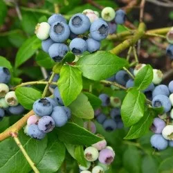 Лохина садова посадка і догляд, фото сортів, вирощування і розмноження Вістерії, хвороби і (садові) Лохина садова посадка і догляд, фото сортів, вирощування і розмноження Вістерії, хвороби і