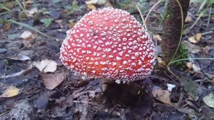 Гриби мухомори - види, фото і опис, як приготувати мухомори (гриби) Гриби мухомори - види, фото і опис, як приготувати мухомори