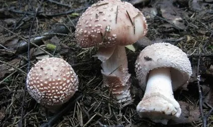 Гриби мухомори - види, фото і опис, як приготувати мухомори (мухомори) Гриби мухомори - види, фото і опис, як приготувати мухомори