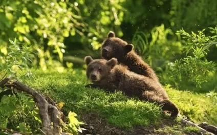 Грізлі грізна краса ведмежою сили (грізлі) Грізлі грізна краса ведмежою сили