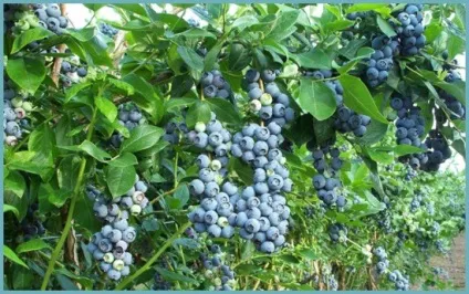 Лохина садова посадка і догляд, фото сортів, вирощування і розмноження Вістерії, хвороби і (догляд) Лохина садова посадка і догляд, фото сортів, вирощування і розмноження Вістерії, хвороби і