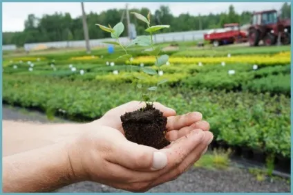 Лохина садова посадка і догляд, фото сортів, вирощування і розмноження Вістерії, хвороби і (догляд) Лохина садова посадка і догляд, фото сортів, вирощування і розмноження Вістерії, хвороби і
