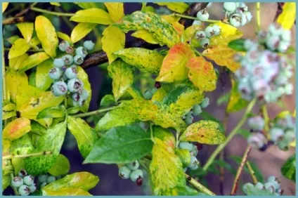 Лохина садова посадка і догляд, фото сортів, вирощування і розмноження Вістерії, хвороби і (посадка) Лохина садова посадка і догляд, фото сортів, вирощування і розмноження Вістерії, хвороби і
