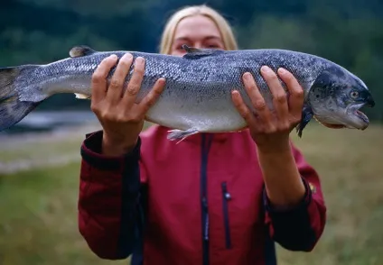 Горбуша користь і властивості, food and health (голову хвіст плавники) Горбуша користь і властивості, food and health