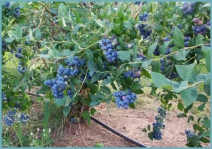 Лохина садова посадка і догляд, фото сортів, вирощування і розмноження Вістерії, хвороби і (посадка) Лохина садова посадка і догляд, фото сортів, вирощування і розмноження Вістерії, хвороби і