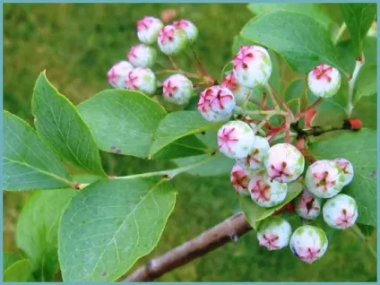 Лохина садова посадка і догляд, фото сортів, вирощування і розмноження Вістерії, хвороби і (садові) Лохина садова посадка і догляд, фото сортів, вирощування і розмноження Вістерії, хвороби і