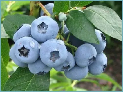 Лохина садова посадка і догляд, фото сортів, вирощування і розмноження Вістерії, хвороби і (догляд) Лохина садова посадка і догляд, фото сортів, вирощування і розмноження Вістерії, хвороби і