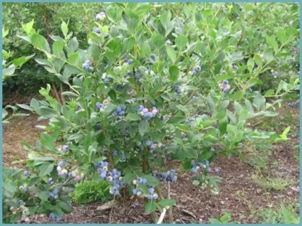 Лохина садова посадка і догляд, фото сортів, вирощування і розмноження Вістерії, хвороби і (посадка) Лохина садова посадка і догляд, фото сортів, вирощування і розмноження Вістерії, хвороби і