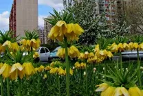 Імператорські рябчики опис, посадка восени і догляд, коли садити, розмноження, поєднання з (догляд) Імператорські рябчики опис, посадка восени і догляд, коли садити, розмноження, поєднання з