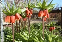 Імператорські рябчики опис, посадка восени і догляд, коли садити, розмноження, поєднання з (догляд) Імператорські рябчики опис, посадка восени і догляд, коли садити, розмноження, поєднання з