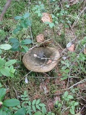 Грузді умовно-їстівні фото і опис, як виглядають чорний, дубовий, перцевий і синіючий грузді (умовно-їстівні) Грузді умовно-їстівні фото і опис, як виглядають чорний, дубовий, перцевий і синіючий грузді