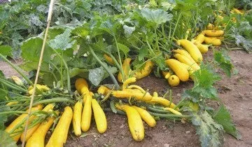 Чи має кабачок Іскандер гідних конкурентів на сьогоднішній день (кабачок) Чи має кабачок Іскандер гідних конкурентів на сьогоднішній день