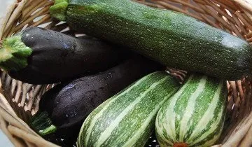 Чи має кабачок Іскандер гідних конкурентів на сьогоднішній день (має) Чи має кабачок Іскандер гідних конкурентів на сьогоднішній день