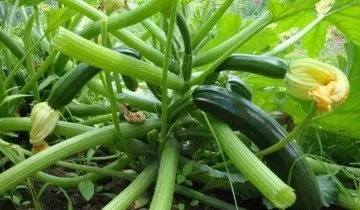 Чи має кабачок Іскандер гідних конкурентів на сьогоднішній день (має) Чи має кабачок Іскандер гідних конкурентів на сьогоднішній день