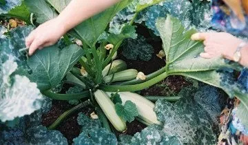 Чи має кабачок Іскандер гідних конкурентів на сьогоднішній день (має) Чи має кабачок Іскандер гідних конкурентів на сьогоднішній день