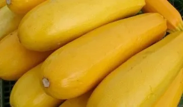 Чи має кабачок Іскандер гідних конкурентів на сьогоднішній день (має) Чи має кабачок Іскандер гідних конкурентів на сьогоднішній день