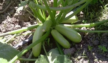 Чи має кабачок Іскандер гідних конкурентів на сьогоднішній день (сьогоднішній) Чи має кабачок Іскандер гідних конкурентів на сьогоднішній день