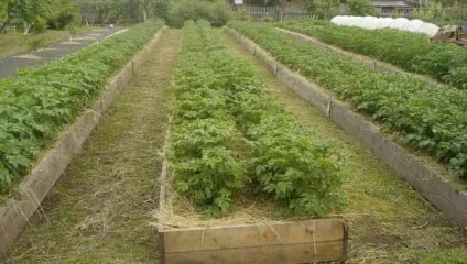 Грядки по Курдюмову розумні, компостні, вузькі і високі фото і відео (Курдюмову) Грядки по Курдюмову розумні, компостні, вузькі і високі фото і відео