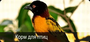 Інтернет-магазин зоотоварів з доставкою поУкаіни (нашийника розмір довжина) Інтернет-магазин зоотоварів з доставкою поУкаіни