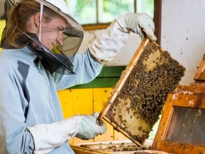 Інвентар для бджільництва пчелоинвентарь своїми руками (своїми) Інвентар для бджільництва пчелоинвентарь своїми руками