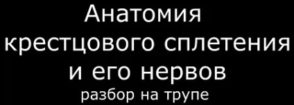 Іннервація органів таза у жінок (таза) Іннервація органів таза у жінок