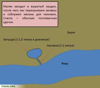 Цікавий спосіб лову малька