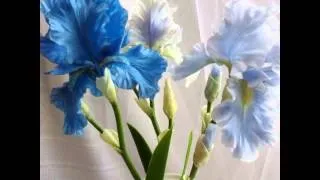 Іриси з холодного відео! Відео серфінг (Ірис холодного фарфору) Іриси з холодного відео! Відео серфінг